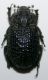 Trox perlatus hispanus b.jpg