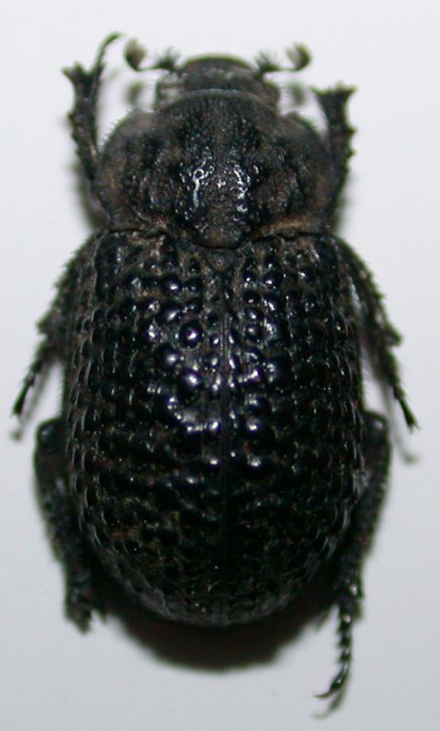 Trox perlatus hispanus b.jpg