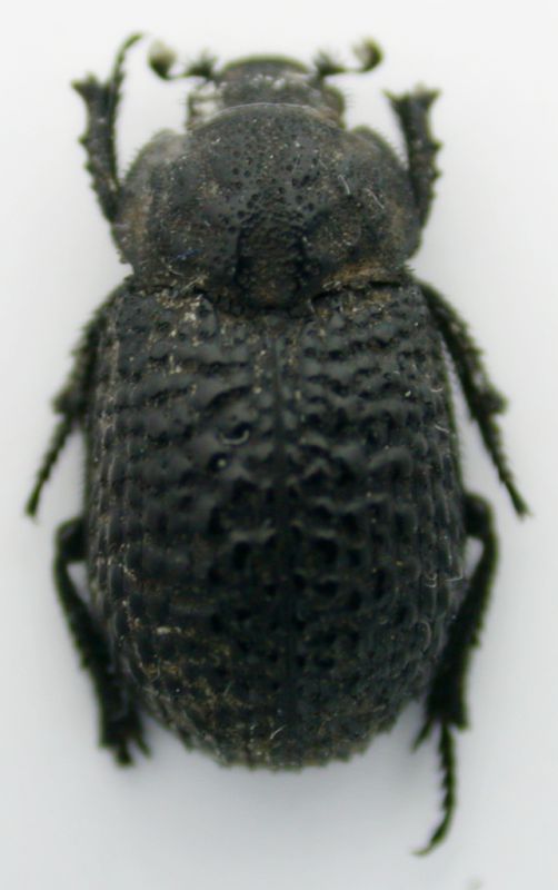 Trox perlatus hispanus c.jpg