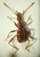 Seracamaurops1.JPG