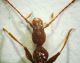 Seracamaurops2.JPG