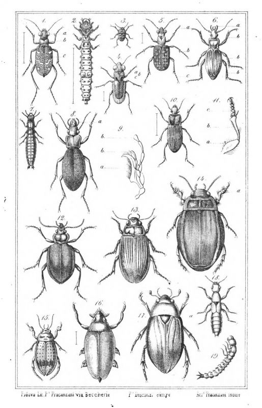 Entomologia_Vicentina_Tavola I.jpg