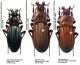 Ctenocarabus sp..JPG