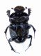 Euonthophagus sp..jpg
