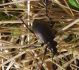 IMGP1790_Carabus_sm.JPG