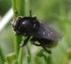 IMGP1739_Diptera_y.JPG
