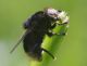 IMGP1743_Diptera_y.JPG