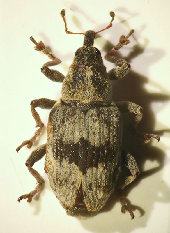 Tapeinotus sellatus (Fabricius, 1794)01.JPG