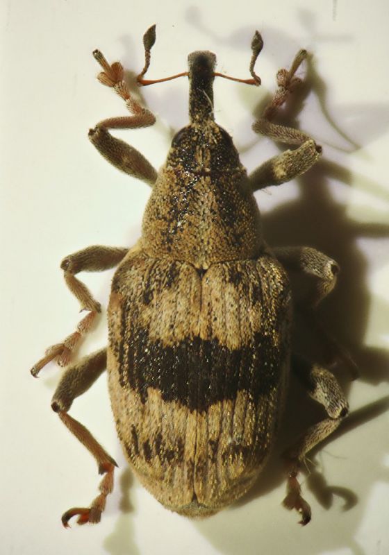 Tapeinotus sellatus (Fabricius, 1794)02.JPG