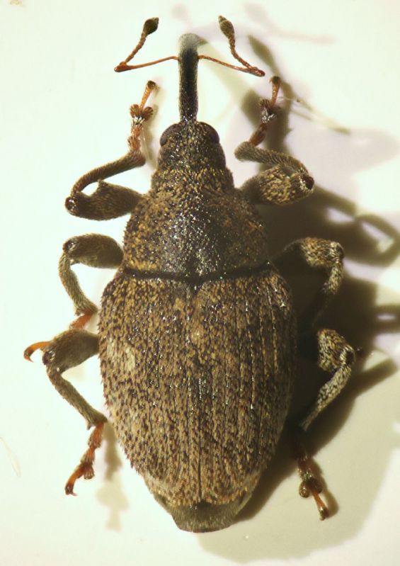 Mogulones raphani (Fabricius, 1792).JPG