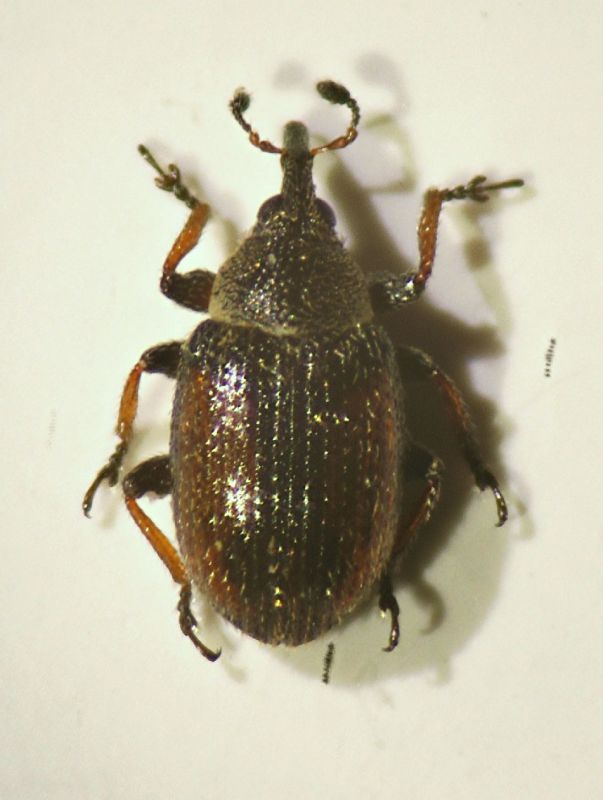 Gymnetron veronicae (Germar)01.JPG