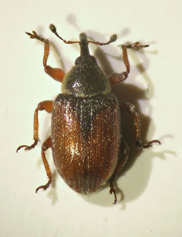 Gymnetron veronicae (Germar)02.JPG