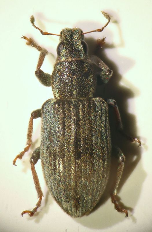 Sitona (Sitona) humeralis Stephens 1831 cf..JPG