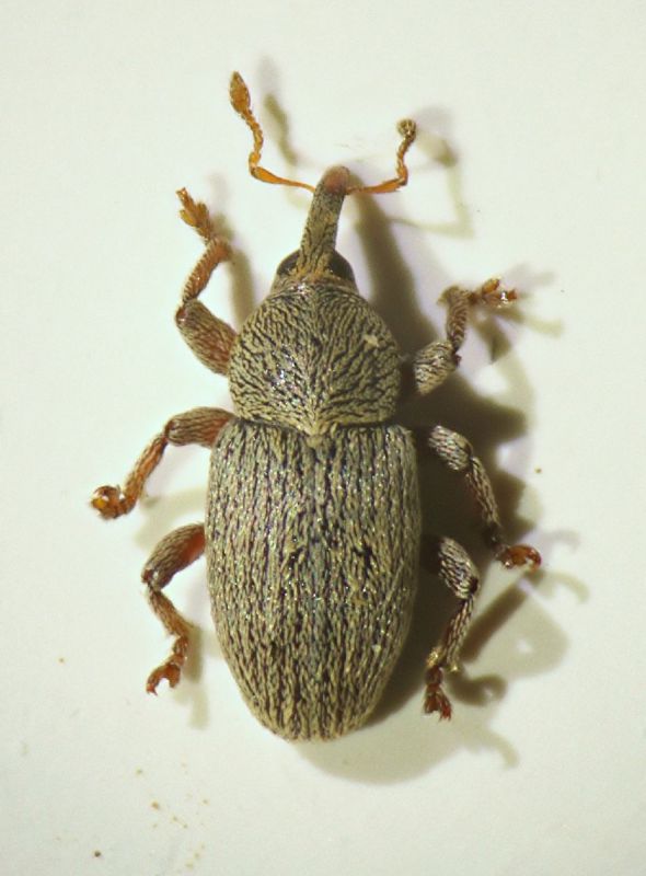 Tychius sp. 01.JPG