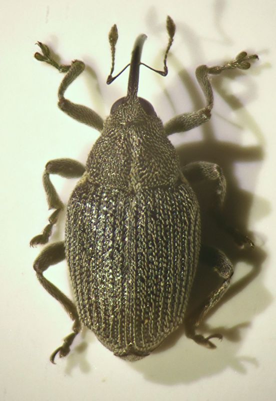 Ceutorhyncus sp.01.JPG