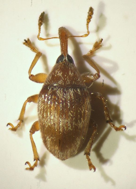 Nanophyes marmoratus (Goeze, 1777) (cf.) .JPG