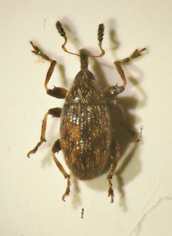 Dieckmaniellus sp.01.JPG