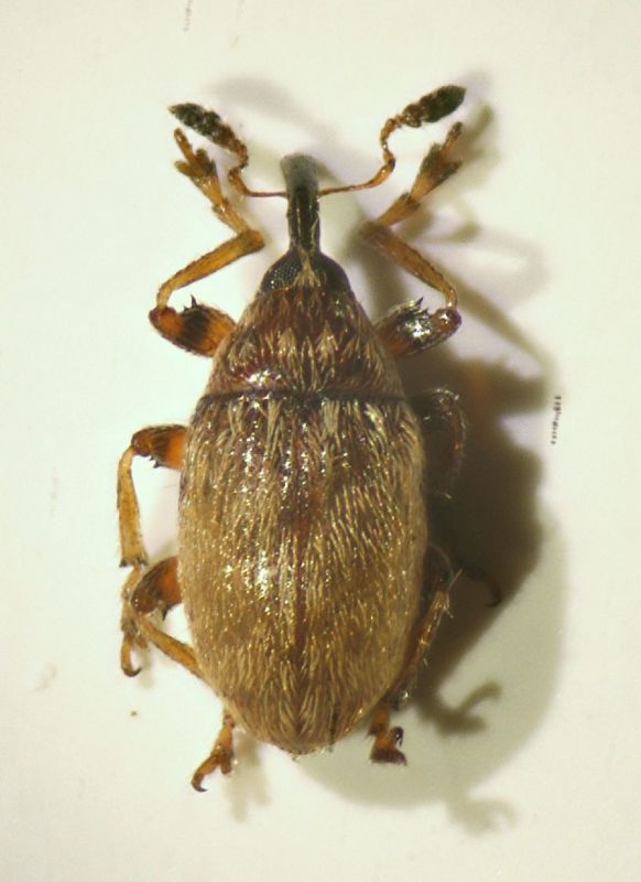 Dieckmaniellus sp.02.JPG