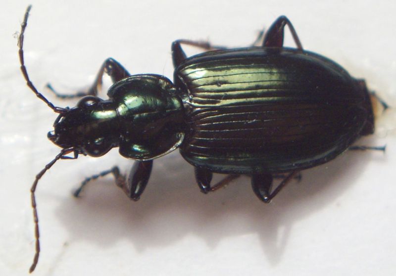 Carabidae sp. 14.jpg