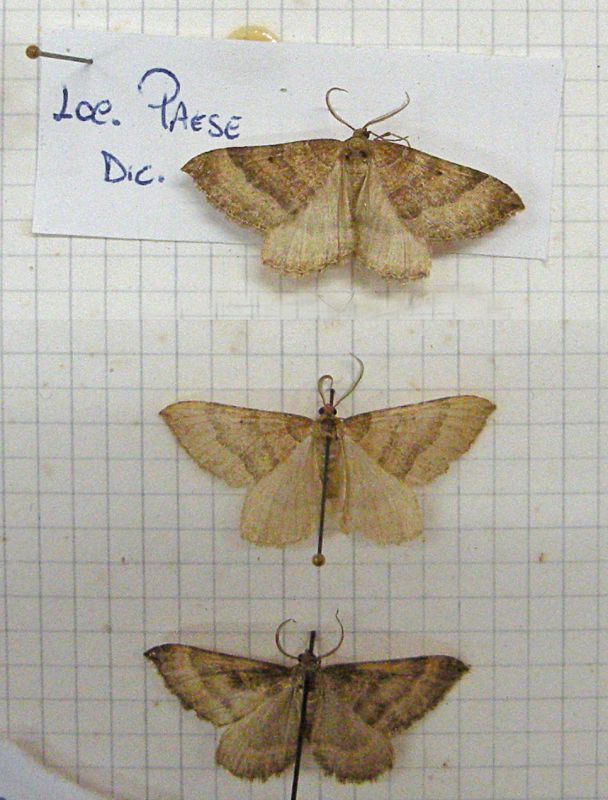 Geometridae.jpg