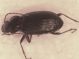 Nebria brevicollis.jpg