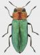 Anthaxia_nitidula_F_Settebagni_17-IV-2014_5,4mm_grey.jpg