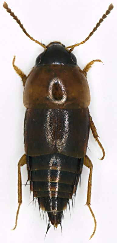 Staphylinidae_Tolfa_21-II-2010_b.jpg