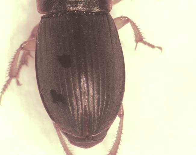 Harpalus elitre.jpg