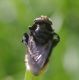 IMGP1741_Diptera_sm.JPG