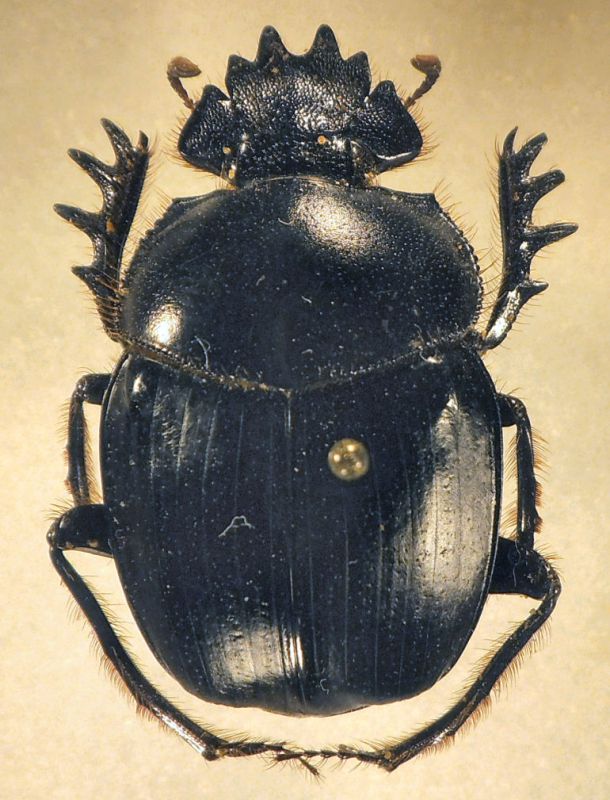 scarab etosha.jpg