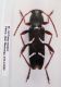Clytus madoni.jpg
