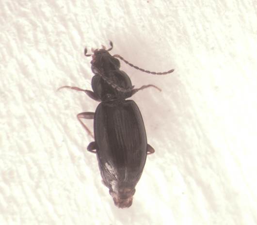 Bembidion.jpg