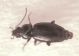 Bembidion2.jpg