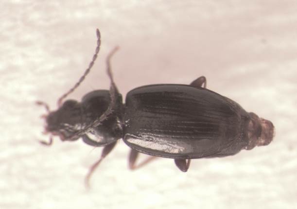 Bembidion2.jpg