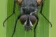 Tachnidae_Casareggio_DSC6883.jpg