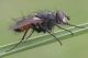 Tachnidae_Casareggio_DSC6888_2.jpg