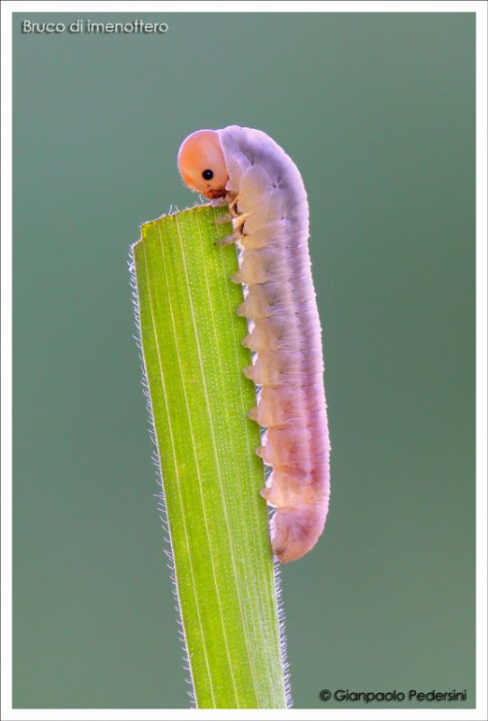 Larva-di-imenottero.jpg