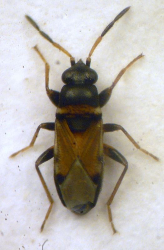 Ischnocoris hemipterus (Schilling, 1829) - Lygaeidae.JPG