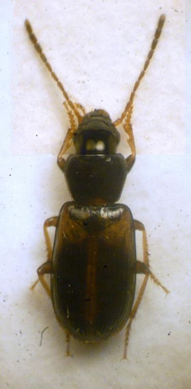 Acupalpus meridianus (Linnaeus, 1761) - Carabidae, Harpalinae, Stenolophini .jpg