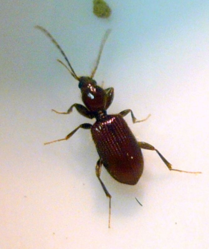 Apotomus rufus (P. Rossi, 1790) - Carabidae .JPG