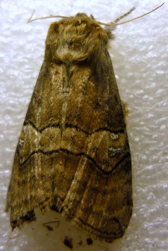 Tethea ocularis (Linnaeus, 1767)Drepanidae Thyatirinae.JPG