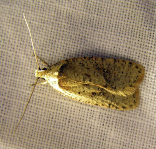 Agonopterix sp..jpg