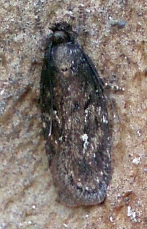 Depressaria sp. (9-6-10 Zaragoza).jpg