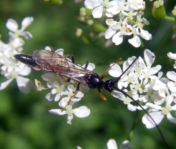 Alomya sp. 1 (29-6-13 Sallent de Gállego).jpg