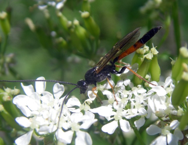 Alomya sp. 2 (29-6-13 Sallent de Gállego).jpg