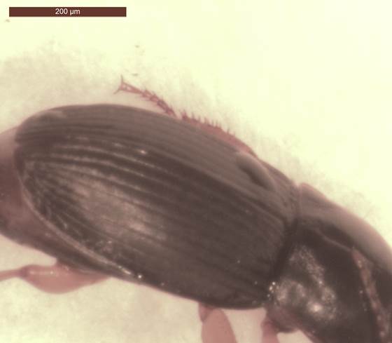 Harpalus elitre lato.jpg