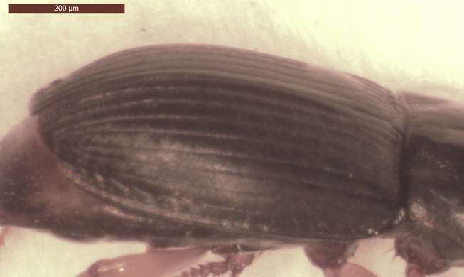 Harpalus elitre lato2.jpg