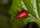 coleoptera25.4.jpg
