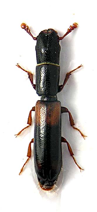 trogositidae.jpg