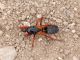 ectomocoris ululans e.JPG